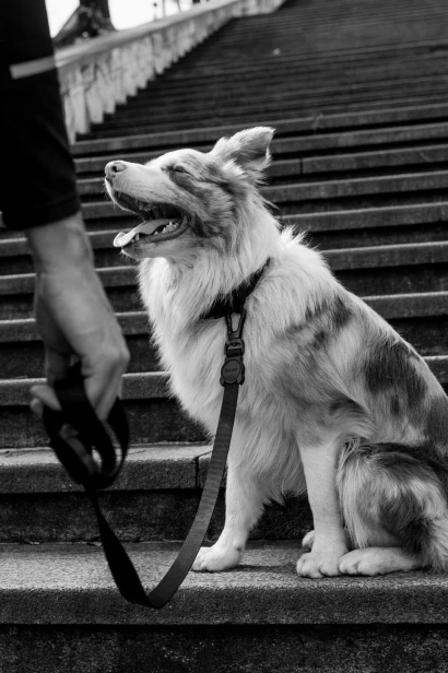 Zee-Dog-Smycz-dla-psa-Gotham (2).jpg