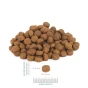 perro-miarka-mala-600x600.webp